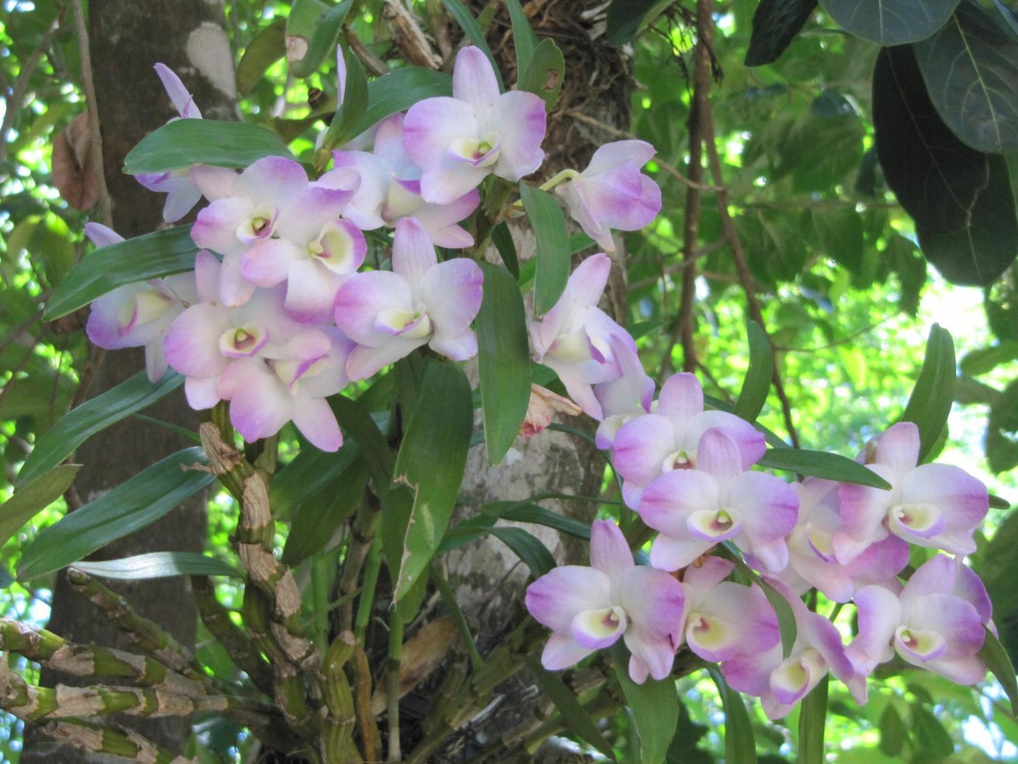 Eco Pousada Villa Verde Bonito  Eksteriør bilde